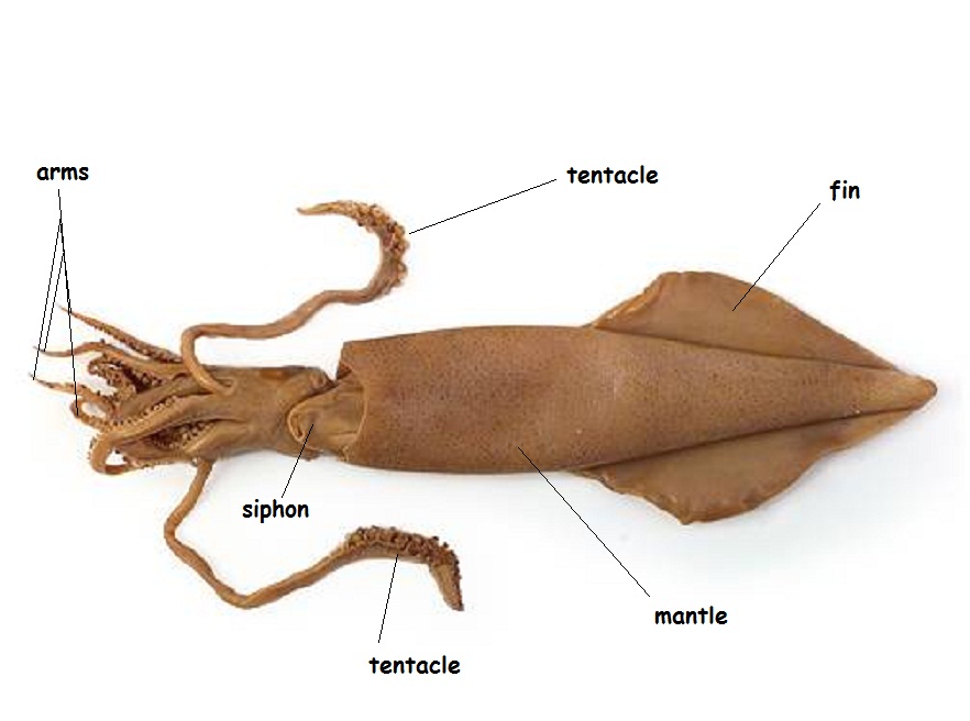 Squid Dissection Lab Companion